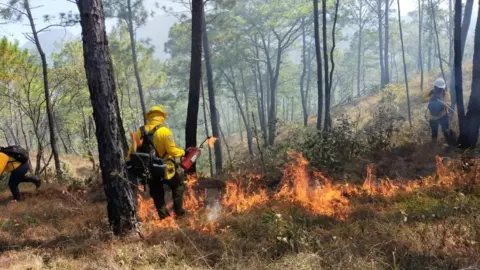 incendio forestal.jpg