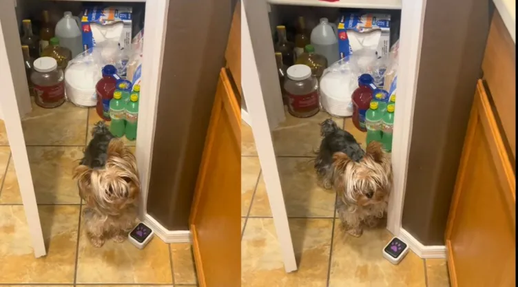Perrita pide su premio solamente por ser bonita y se hace viral | VIDEO