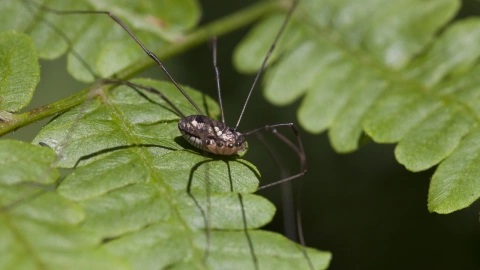 Arañas patonas: Si ves esto en tu casa, hay una poderosa razón para no matarla