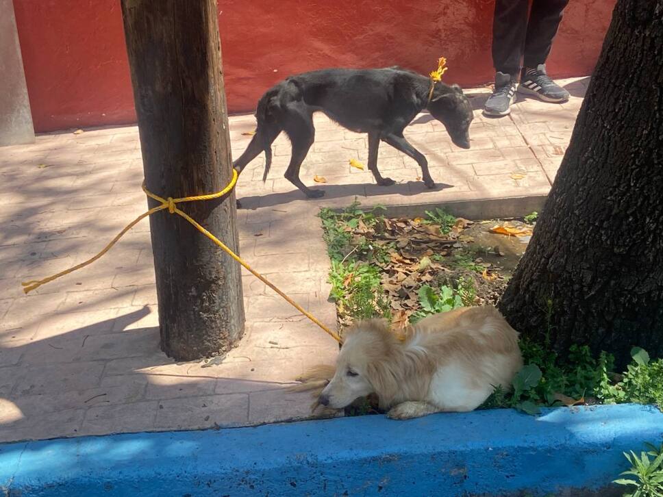 Hallan perritos hacinados durante desalojo en CDMX