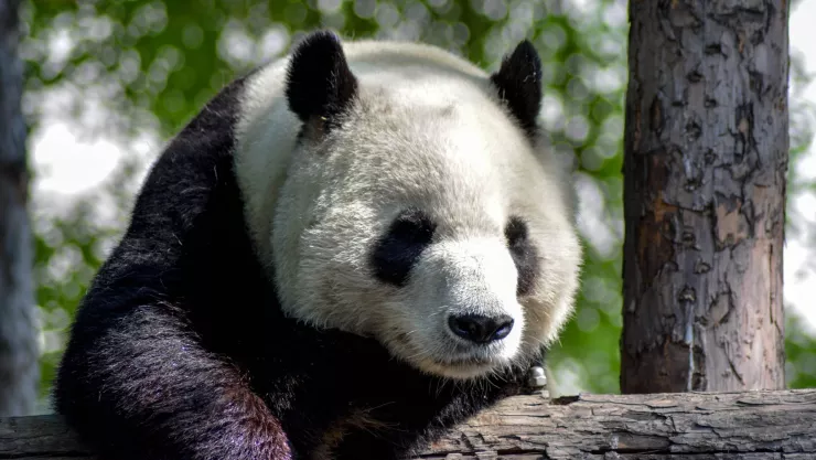 panda atacó a cuidadora en zoológico de china.jpg
