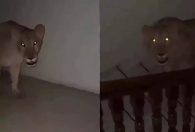 VIDEO_ ¡Susto! Hombre encuentra dos leones afuera de su cuarto de hotel en África.jpg