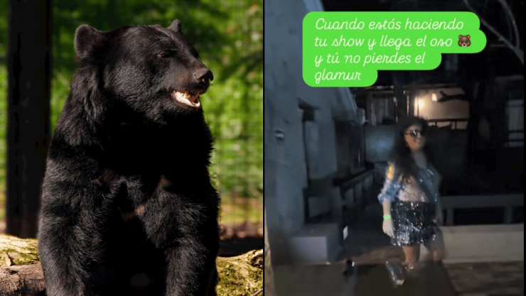 Viral Mujeres mientras disfrutaban de una fiesta recibieron la visita de un oso.png