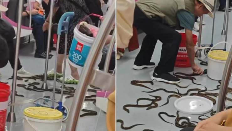 Insólita invasión de anguilas en metro de China
