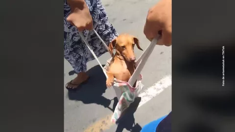 El adorable perrito en bolsa: la nueva sensaci&oacute;n viral de las redes sociales
