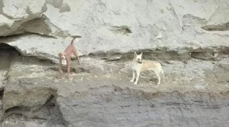 perritos-socavon-puebla.jpg