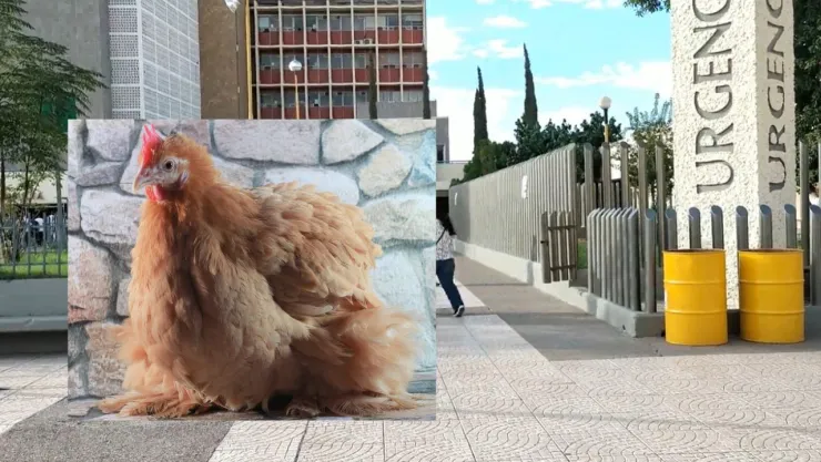 Influenza aviar H5N1 en México Primer caso se encuentra en Torreón.jpg