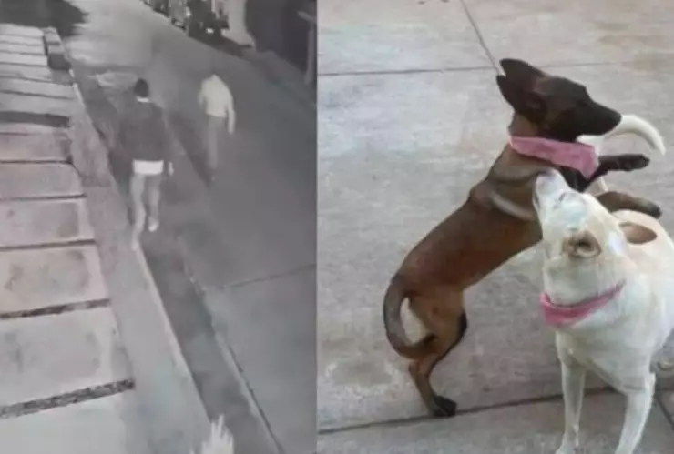VIDEO Alcalde de Tangancícuaro mata a tiros a dos perros