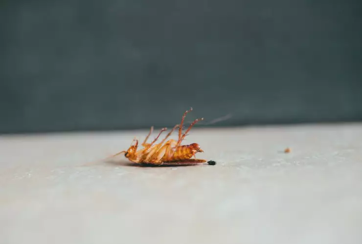 ¿Cuáles son las mejores plantas para ahuyentar a las cucarachas?