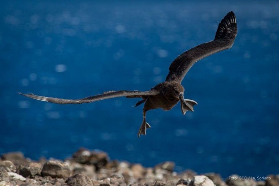 Albatros en vuelo.jpeg