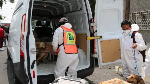 sentencia-hombre-maltrato-animal-27-perritos