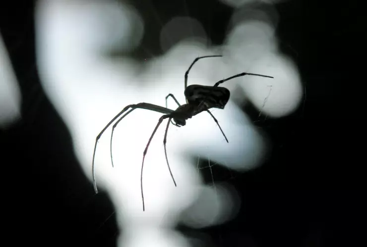 Comemos arañas mientras dormimos