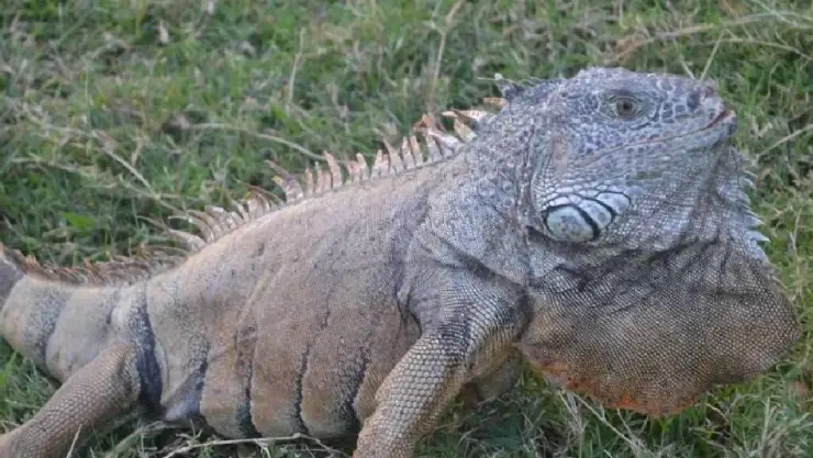 ¡Atención! Multa de CÁRCEL por tener IGUANAS de mascota; ¿Aplicará en Yucatán?