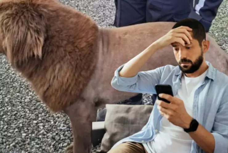 Pensaron que era un león, resultó ser un perro con un corte de cabello nuevo