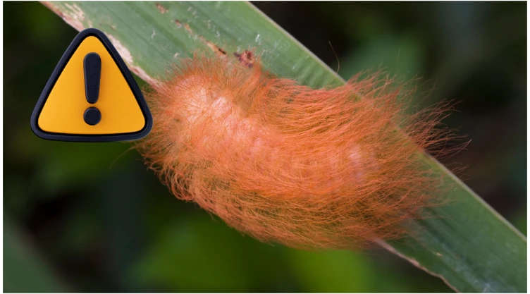 oruga peluche