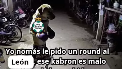 Meme del Santos con el perrito boxeador