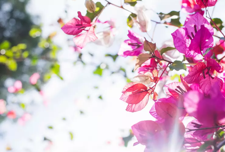 Primavera adelantada en Chiapas: