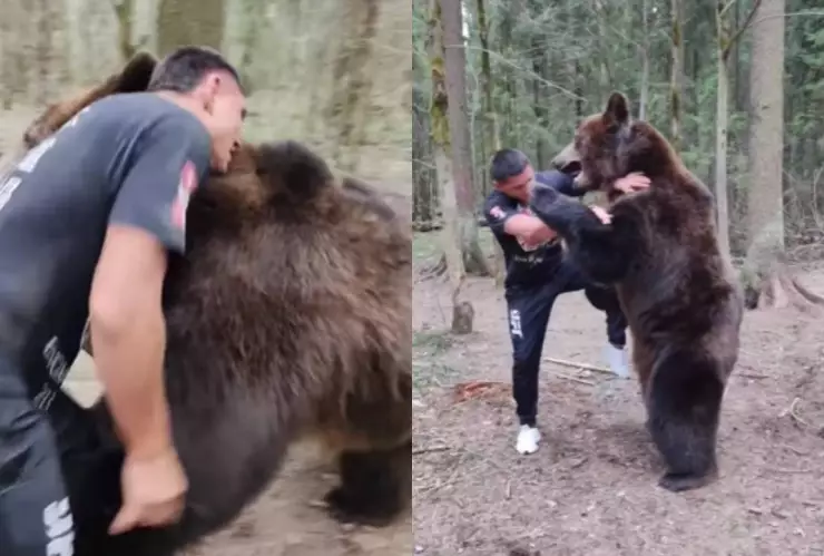 ¿Quién es el ganador? Luchador de MMA pelea contra un enorme oso e impacta a todos