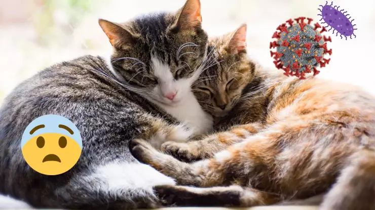 Conoce el “Covid de los gatos”: ¿qué es, cuáles son sus síntomas y por qué preocupa a autoridades sanitarias?