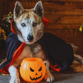 Halloween con mascotas: 5 decoraciones que conviene mantener fuera de su alcance
