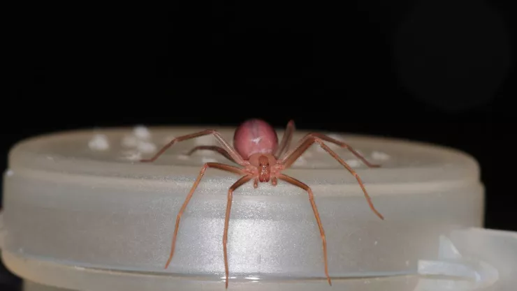 Araña violinista podría estar en tu casa en temporadas de frío