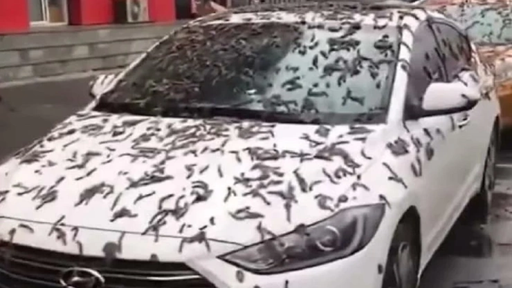 Lluvia de lombrices en China