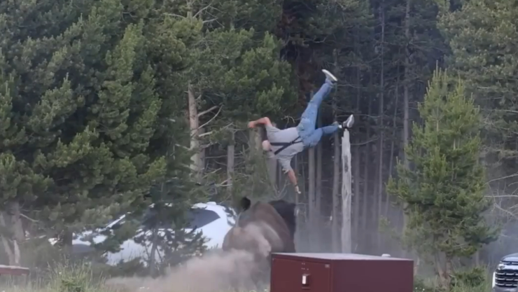 Bisonte lanza por los aires a turista en Yellowstone