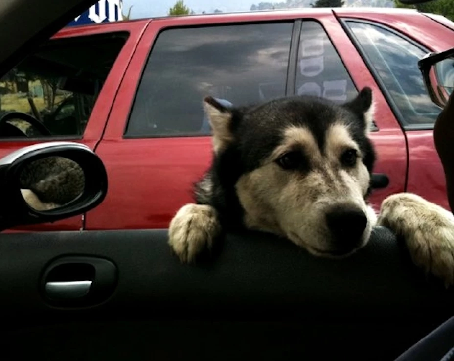 El 80% de los propietarios de una mascota son dueños irresponsables, el 40% de los perros que llegan al antirrábico son perros de raza