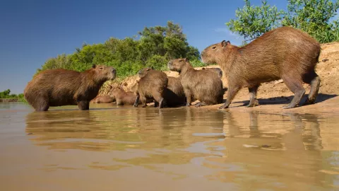 Capibara fun