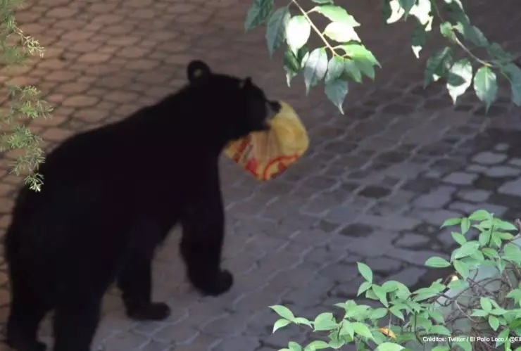 oso negro roba pollo monterrey.jpg