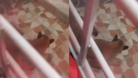 VIDEO: ¡Impresionante! Encuentran puma en fraccionamiento de Tonalá