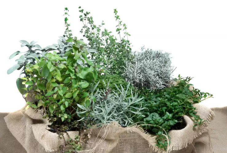 Tendencia de plantas 2026: Especies purificadoras y aromáticas que aportan bienestar y equilibrio.