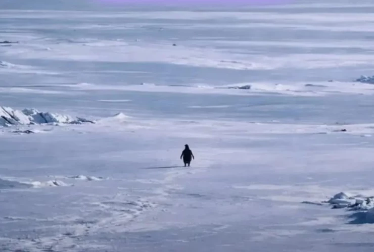 La verdad detrás del famoso pingüino.