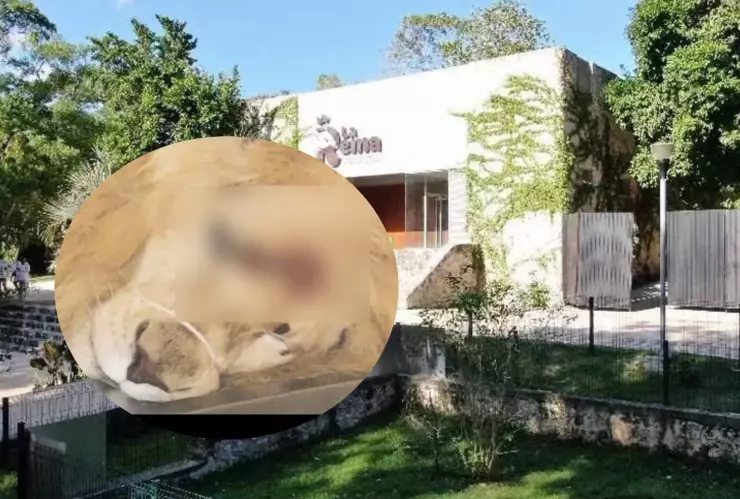 Muere león en zoológico de Yucatán por golpe de calor.jpg