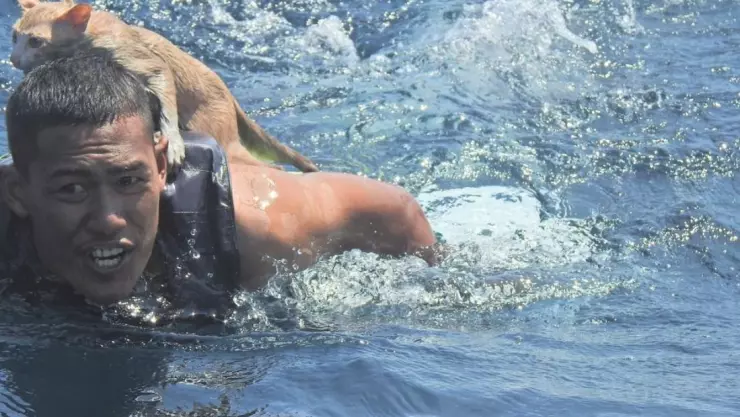 tailandia gatos barco.jpg