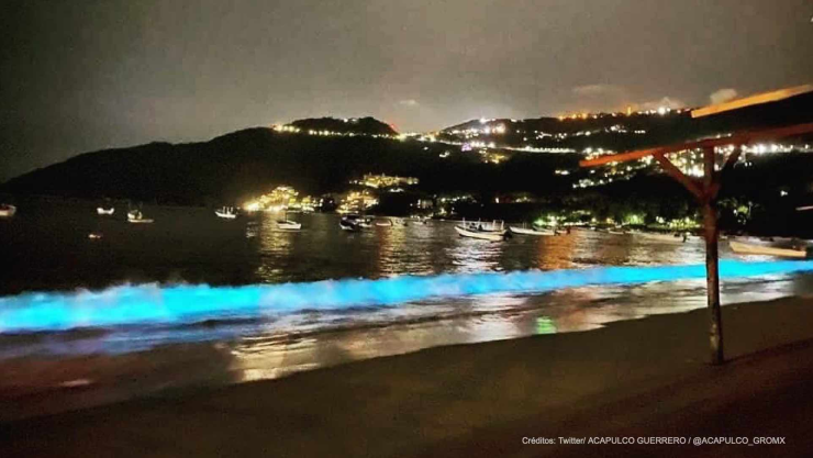 que es bioluminiscencia.jpg