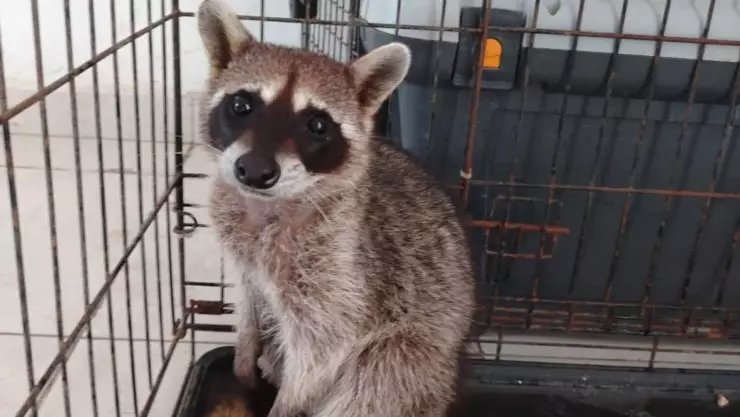 PORTADA mapache viral.jpg