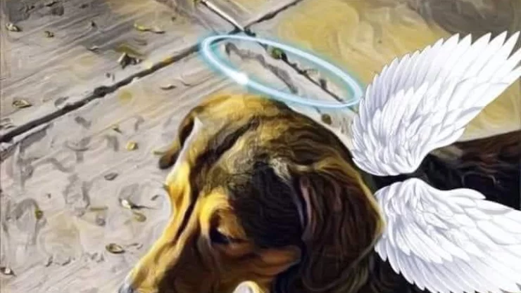 Procesan al presunto asesino del perrito Rodolfo Corazón