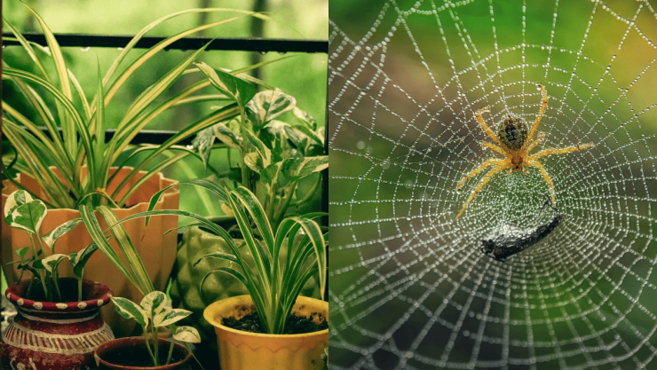 Las 5 plantas que te ayudarán a mantener alejadas a las arañas de tu balcón.png
