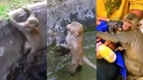 mono salva a gatito