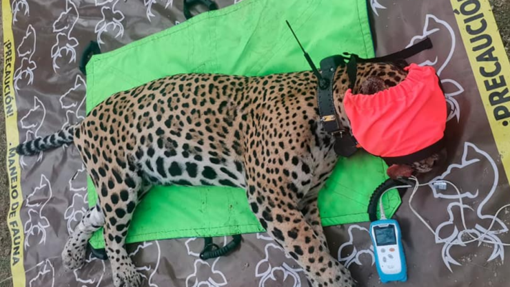 Ejemplar de jaguar (Panthera onca)