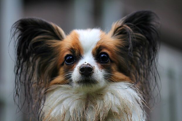 perros, razas, inteligentes, cuáles son Pixabay b.jpg