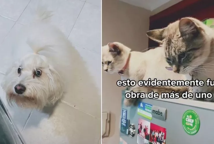 mascotas se comen pollo rostizado y dueño inicia una investigación en tiktok.jpg