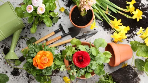 plantas