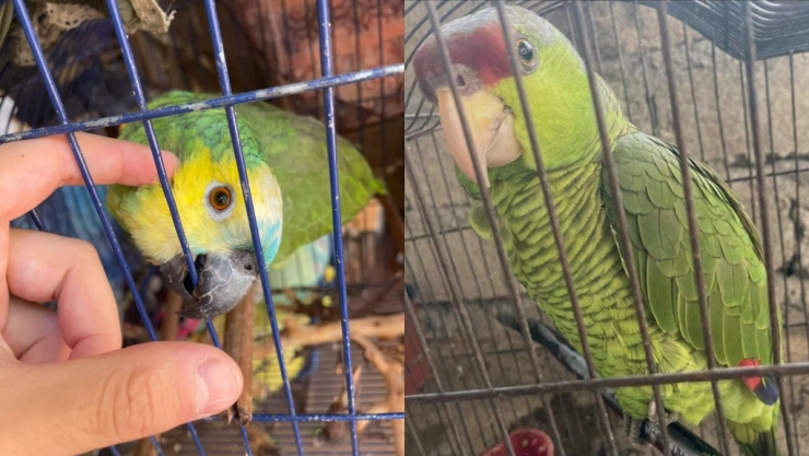 Tener un loro en Yucatán podría hacerte acreedor a una multa de hasta 300 mil pesos