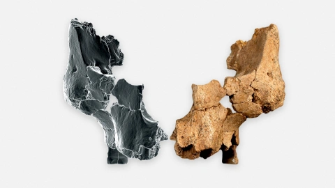 Este es el fósil del Homo affinis erectus