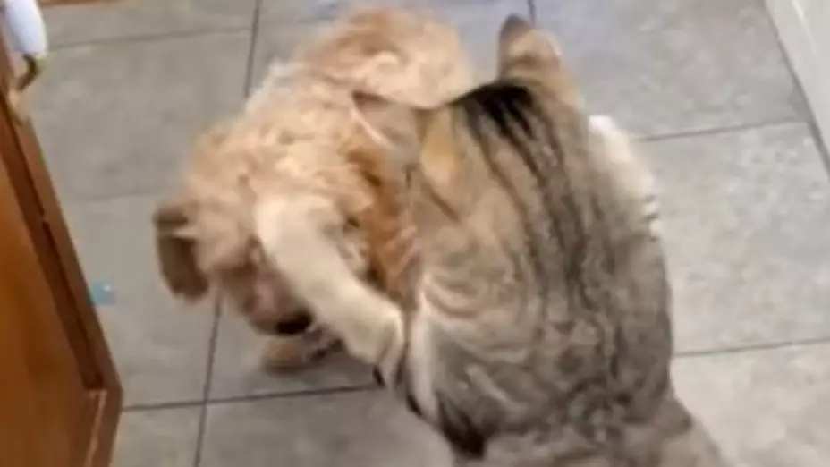 perro-pide-ayuda-defenderse-gato-video-ok.jpg