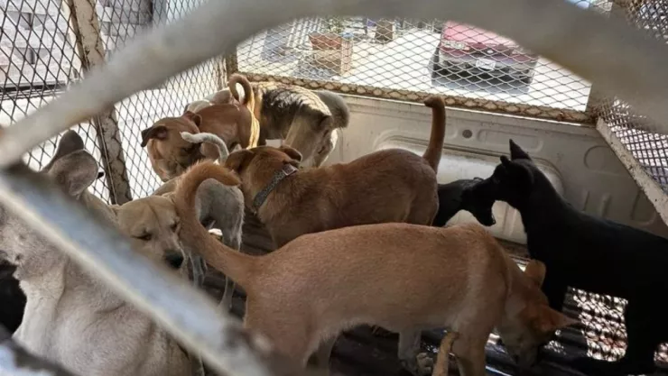 Rescatan 400 perros en Tijuana; estaban en malas condiciones
