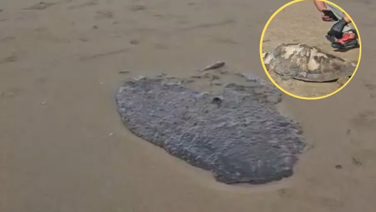 Tortuga y chapopote