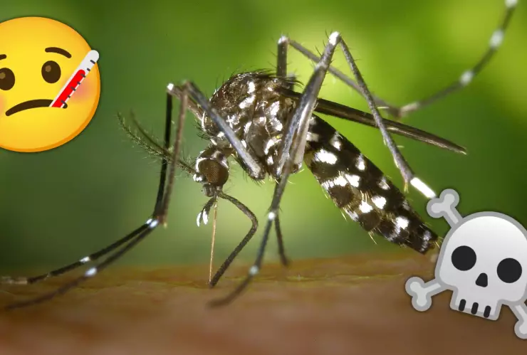 Mosquito transmisor del dengue